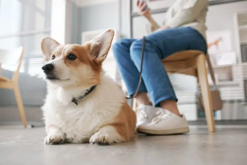 Behavioral Health: Addressing Anxiety and Stress During Routine Pet Wellness Exams