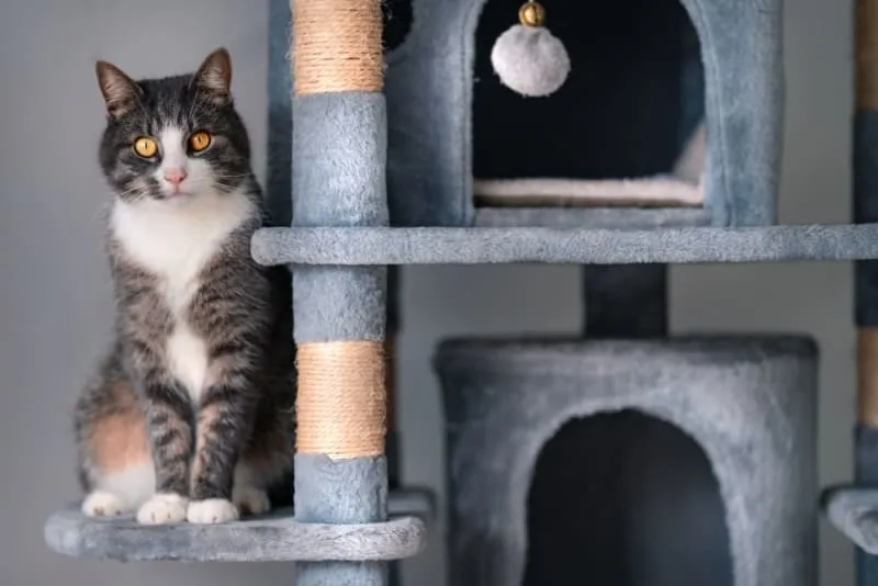 Why Should I Get My Indoor Cat Vaccinated?