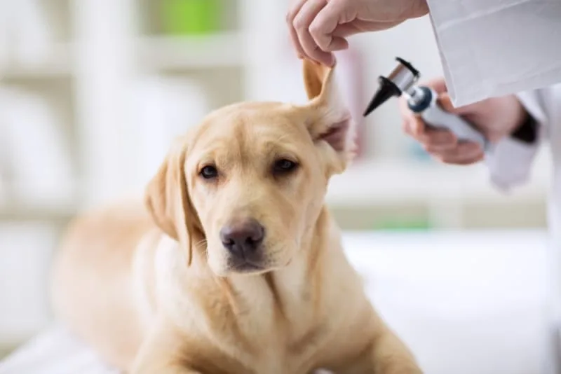 Bleeding in Dog's Ears: Causes & Treatment