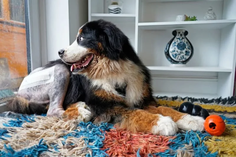 What to Do When Your Dog is Recovering from Surgery