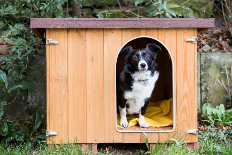 Best Dog House for Cold Weather