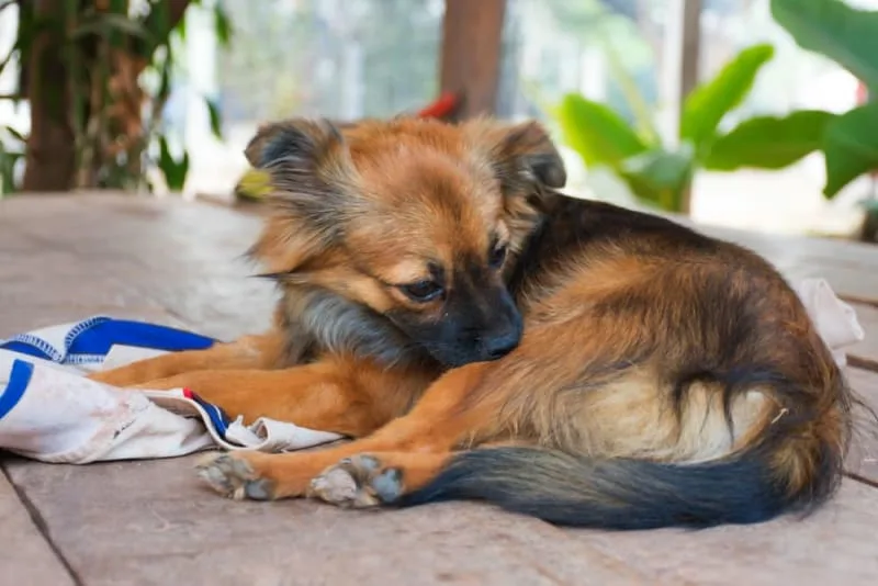 How to Help a Dog With Allergic Dermatitis