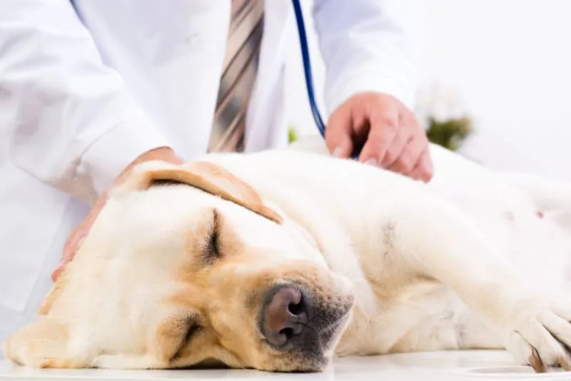 Tumors in Dogs