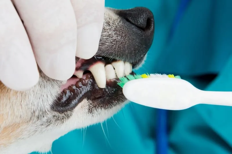 Periodontal Disease in Dogs