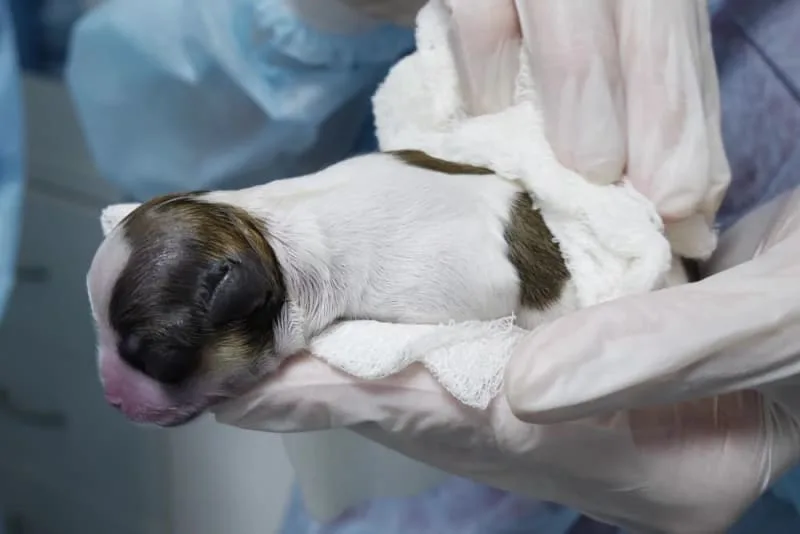 C-Section for Dogs: Everything You Should Know