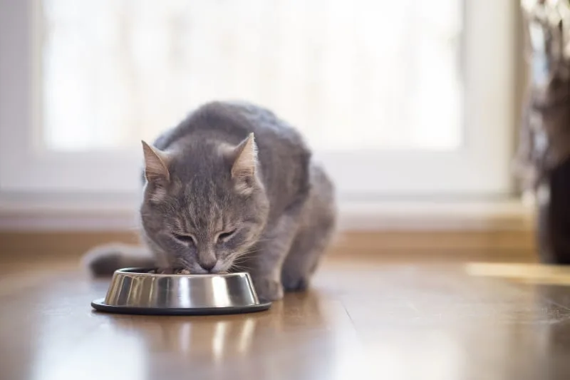 Why won't my cat eat? Should I be worried?