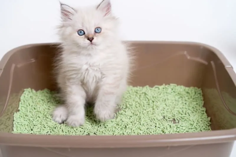 PU Surgery in Cats