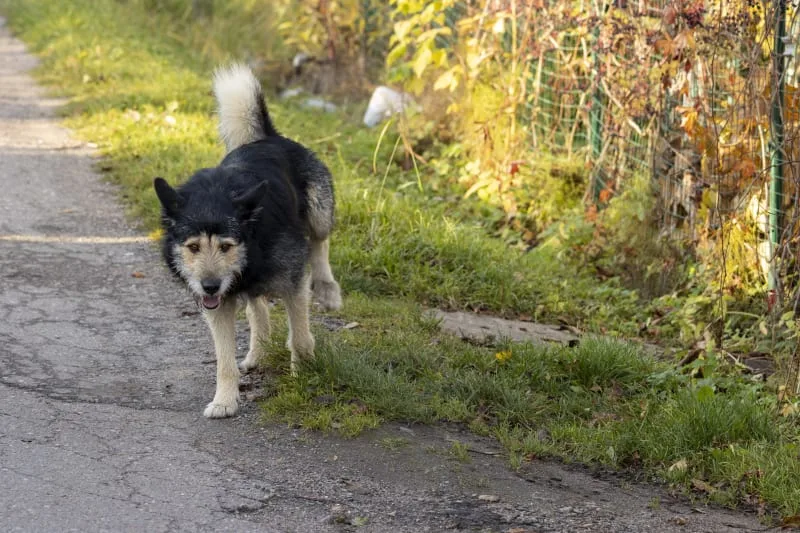 Why is my dog limping and how can I help them?