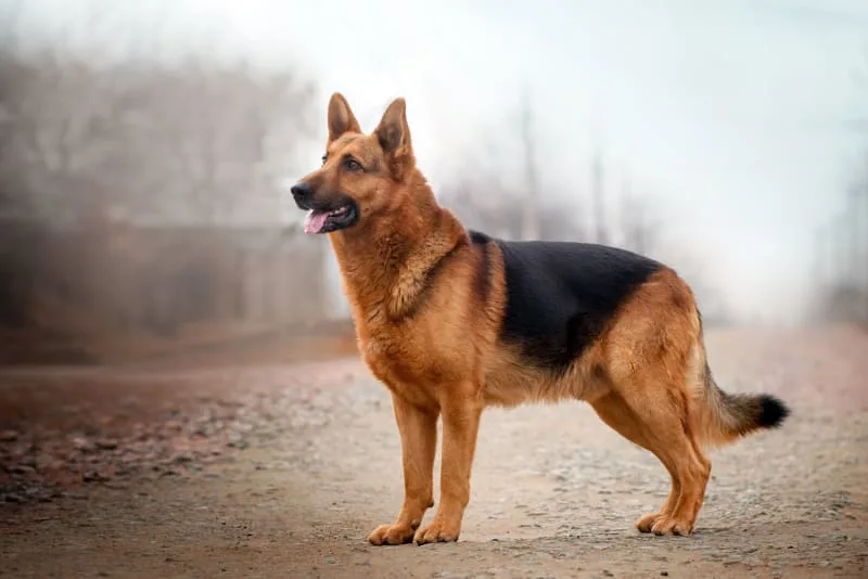 IBD - Your Guide to Inflammatory Bowel Disease in Dogs