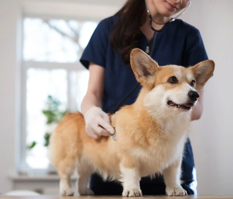 How Often Should Your Pet See A Veterinarian?