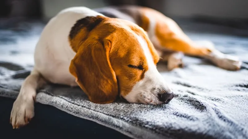 Anaplasmosis in Dogs