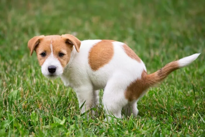 Why Is My Dog Constipated & What to Do