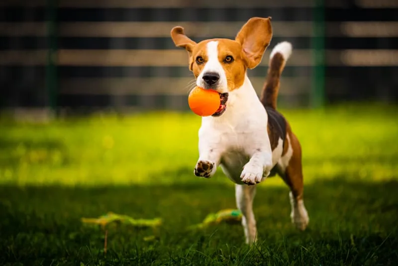 Dog Hip Dysplasia Surgery