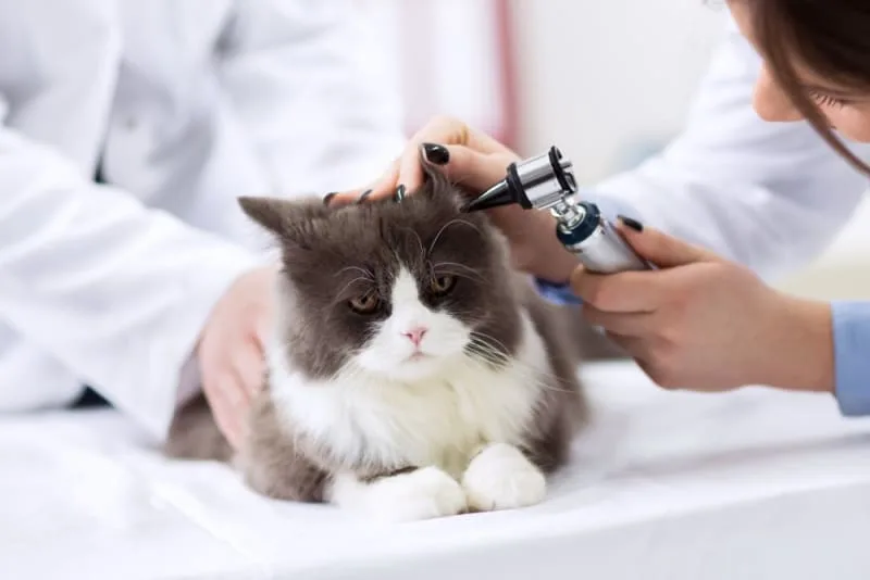 Ear Mites in Cats: Causes, Treatment & Prevention