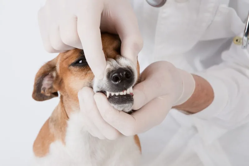 Dog Dental Care