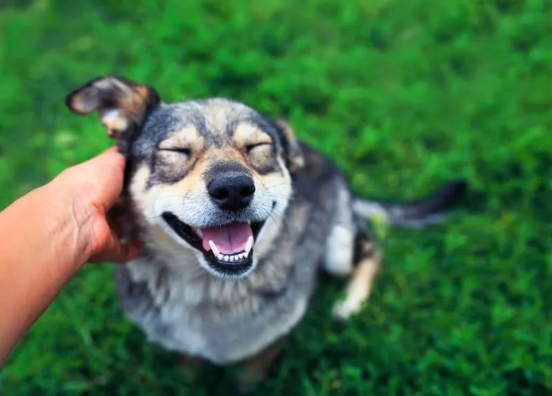 Dog Eye Infection: Symptoms & Treatment