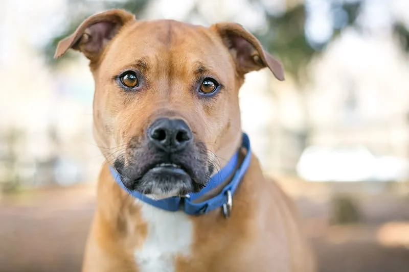 What causes diarrhea in dogs?