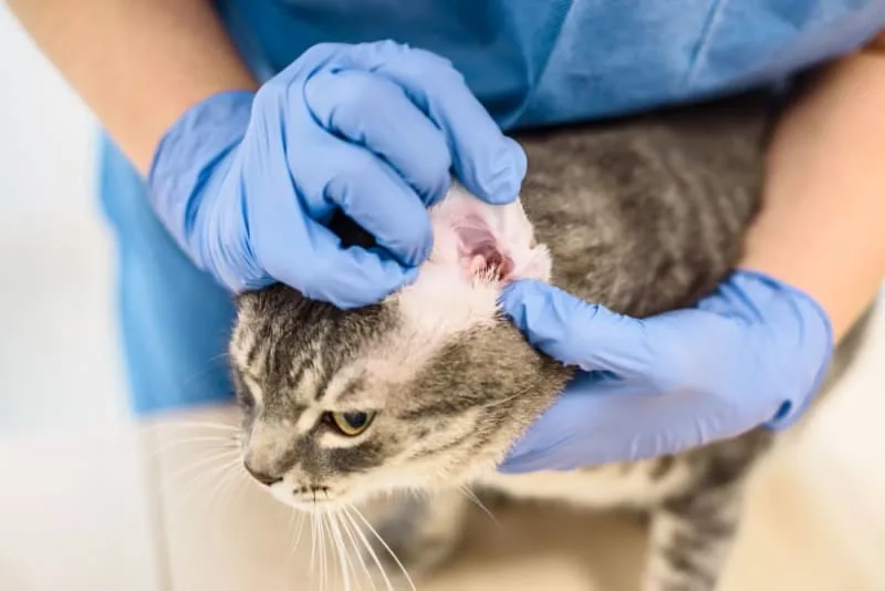 Ear Mites in Cats: Causes, Treatment & Prevention