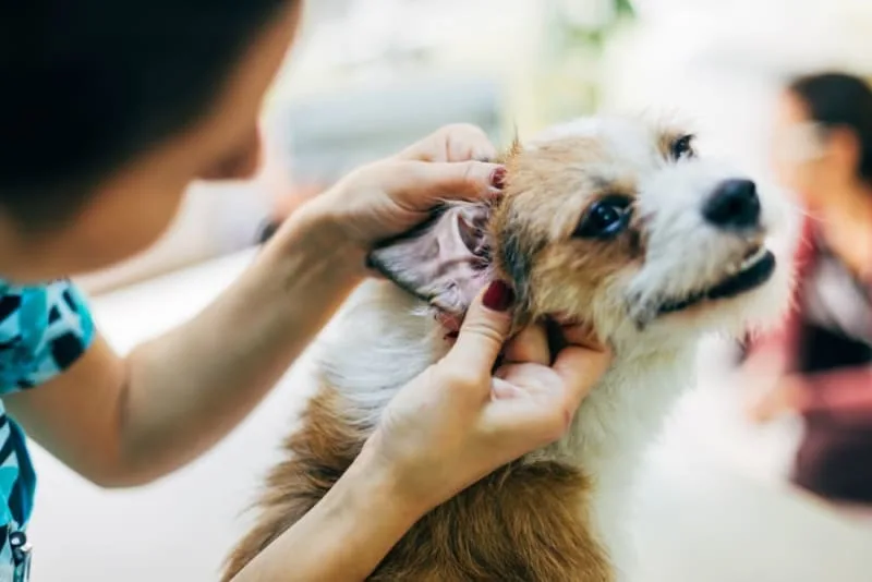 Dog Ear Bleeding: Causes & Treatment