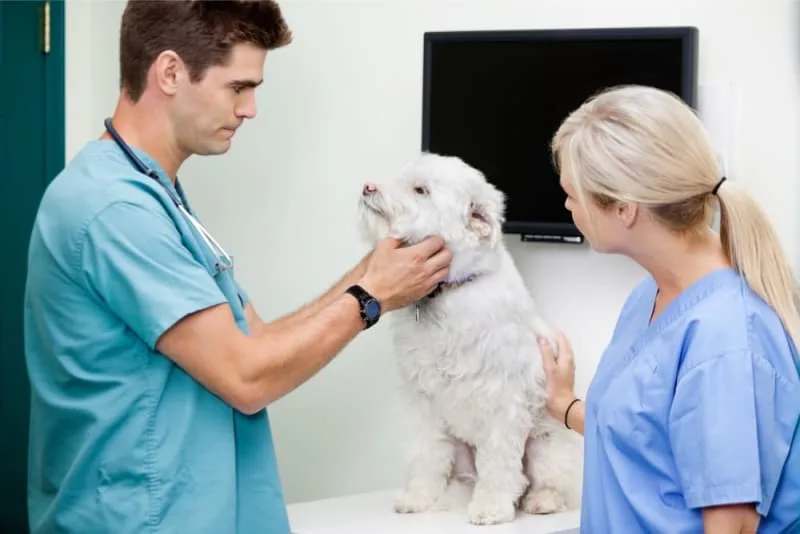 Hookworm in Dogs: Signs, Treatment & Prevention