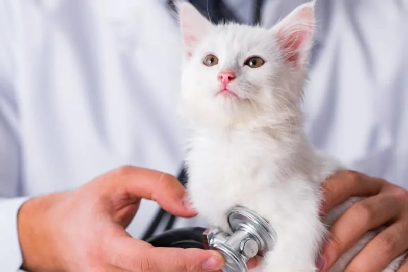 Kitten's First Vet Visit: What to Expect