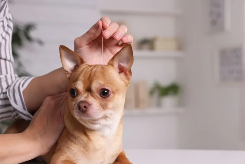 Can Acupuncture Help My Pet Feel Better?