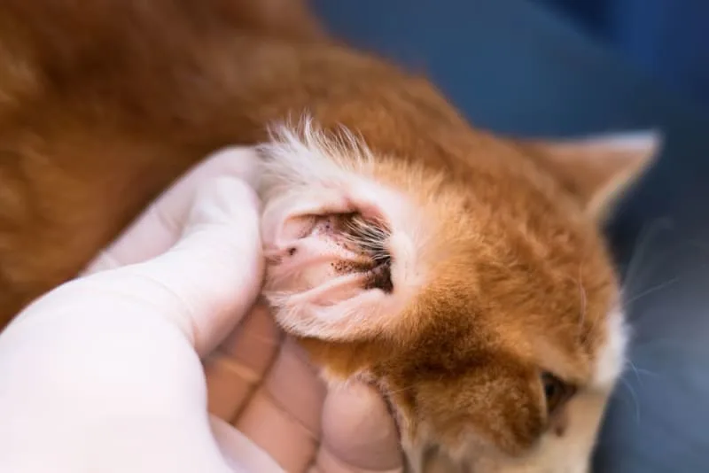 Ear Mites in Cats: Causes, Treatment & Prevention