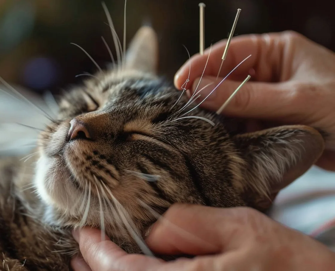 A person's hands performing acupuncture on a cat.