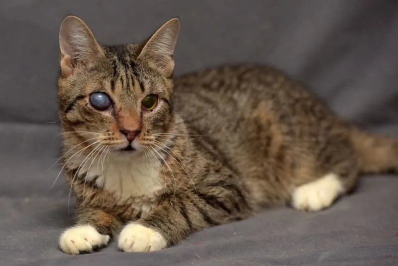 Cataracts in Cats