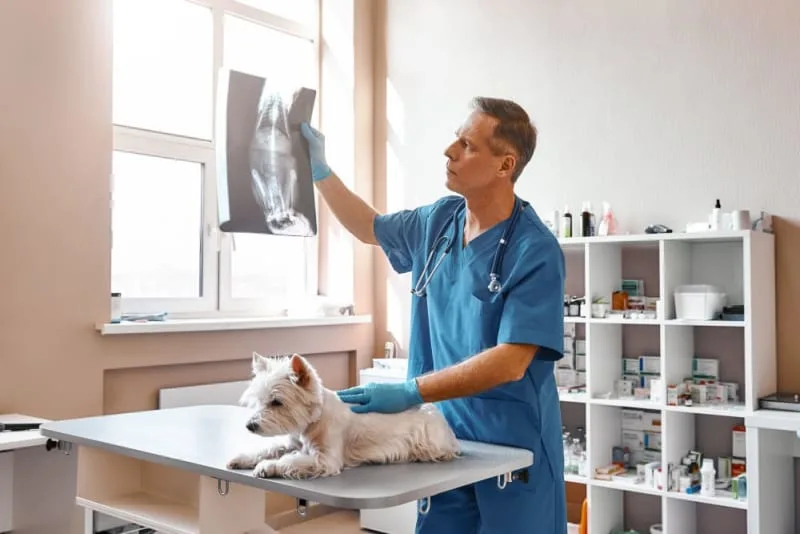 What to Know About X-Rays for Dogs