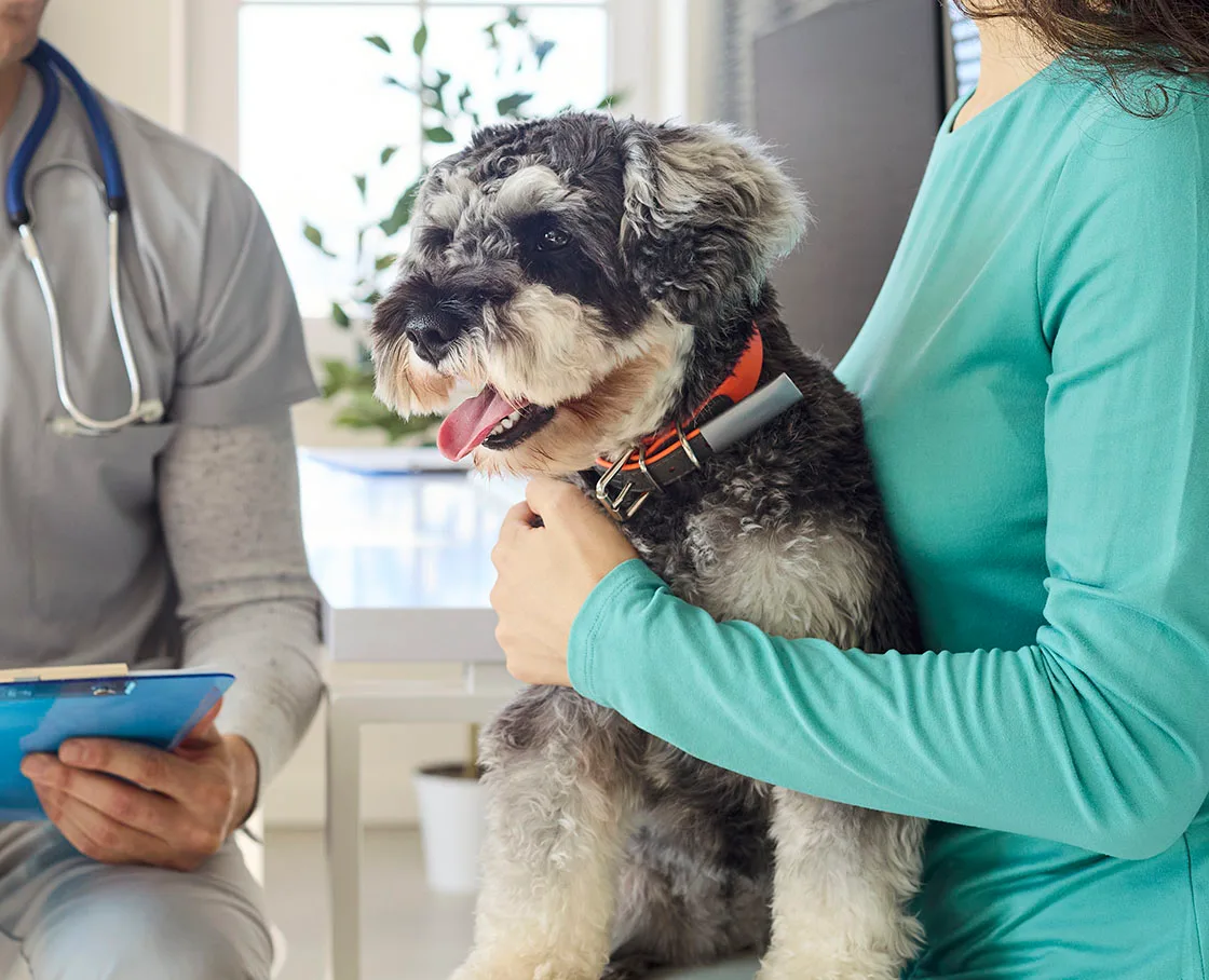 veterinary cardiology schnauzer on exam table twith owner, vet and notepad