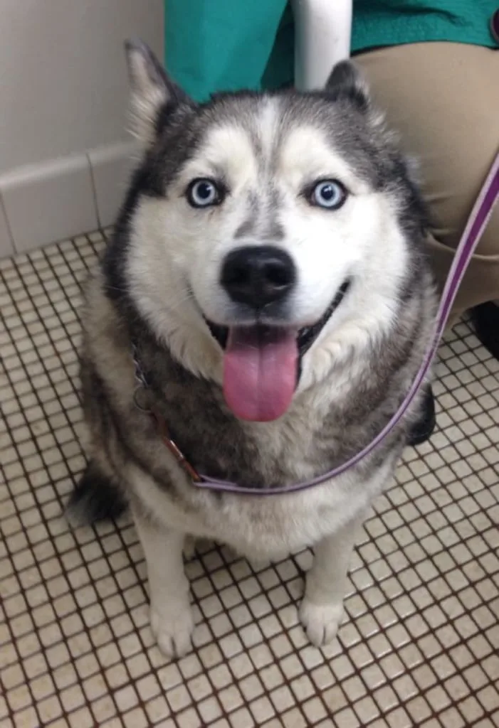husky at ahorb