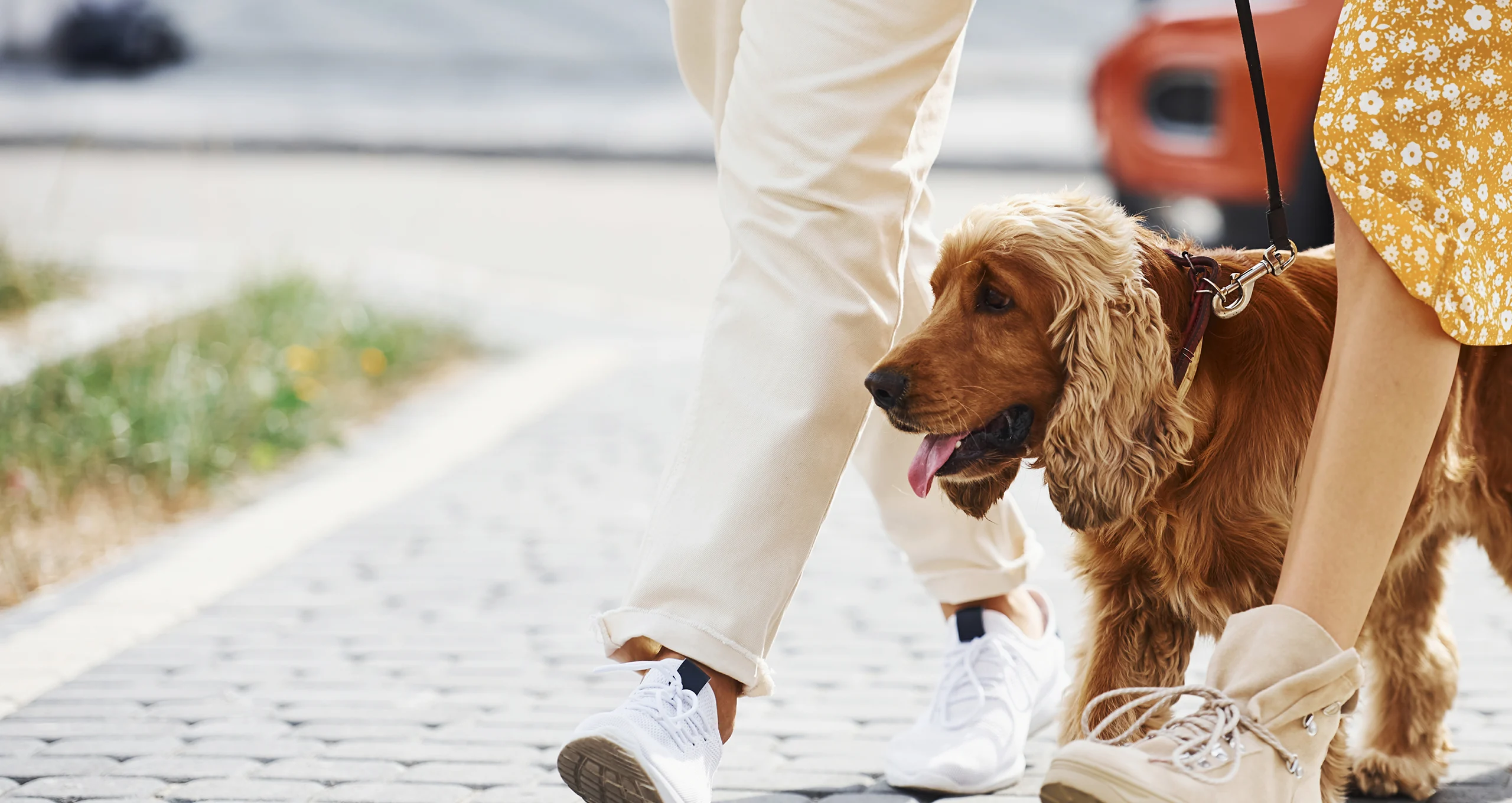 h couple walking with their cocker spaniel in summer on pattern sidewalk