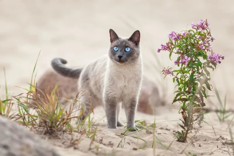 Cat Limping: When to Head to Your Vet