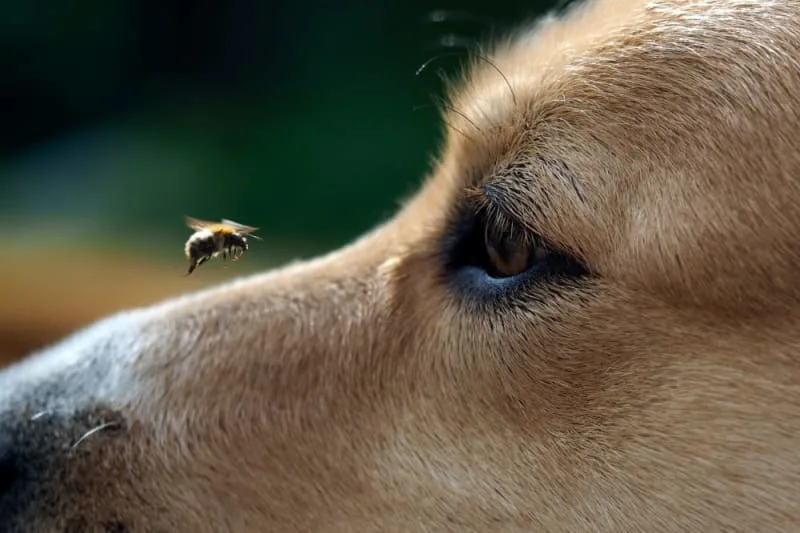 What should I do if my dog was stung by a bee?