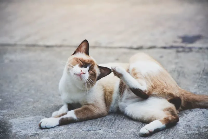 Most Common Parasites In Cats