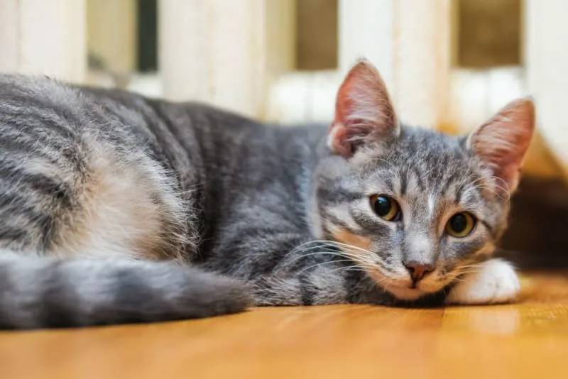 Skin Cancer in Cats - Symptoms, Diagnosis & Treatment