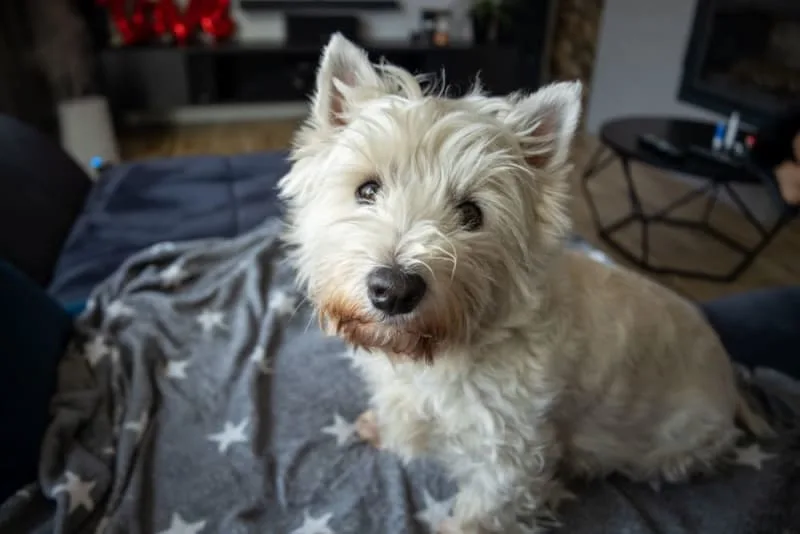 Diagnostics: Blood Tests For Dogs