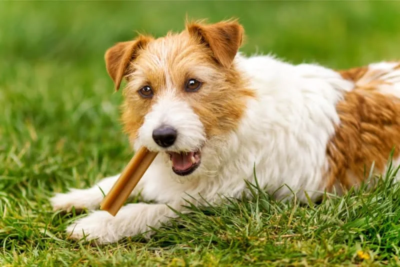 Do Dental Chews Really Work for Dogs?