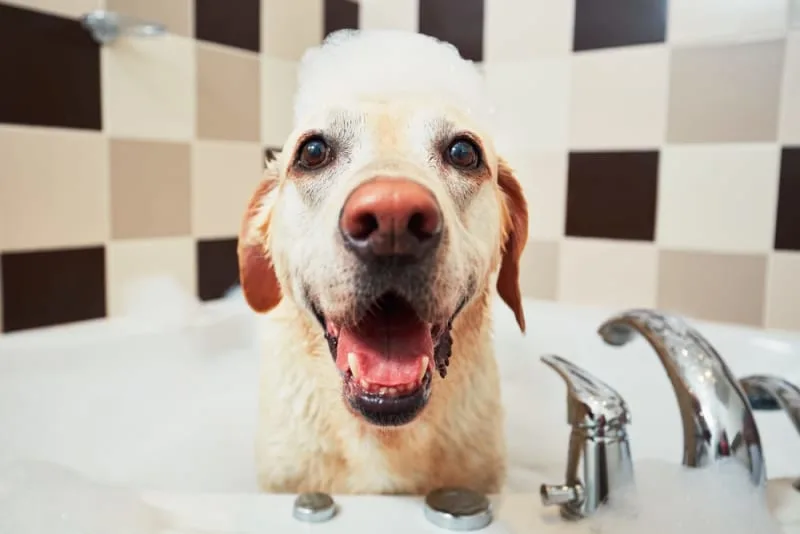 How Often Should I Bathe My Dog?