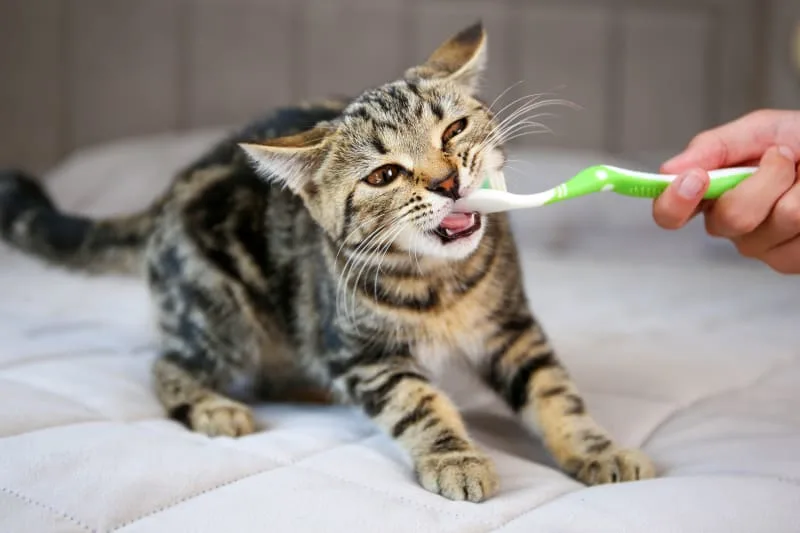 Why Does My Cat Breath Smell Bad?