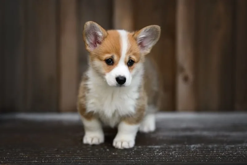 Signs of an Ear Infection In Dogs