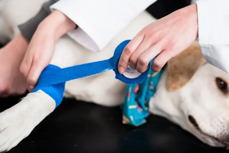 First Aid For Dogs: Wound Care