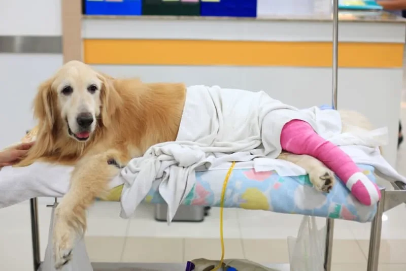 Tibial Tuberosity Advancement (TTA) Surgery For Dogs