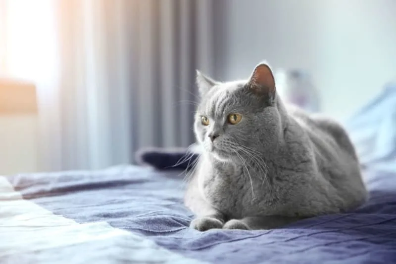 Is your cat overweight? Signs & Symptoms
