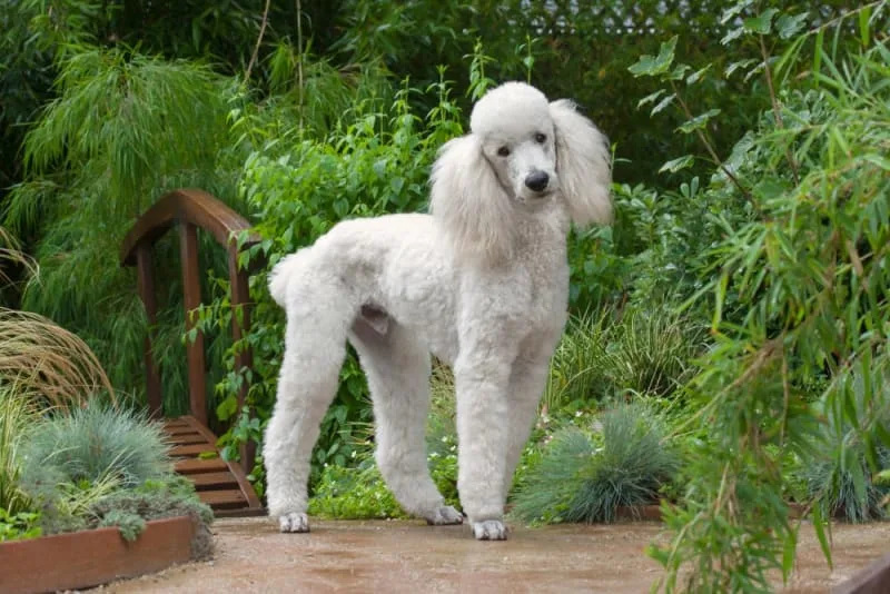 Symptoms of Addison's Disease in Dogs & How it is Treated