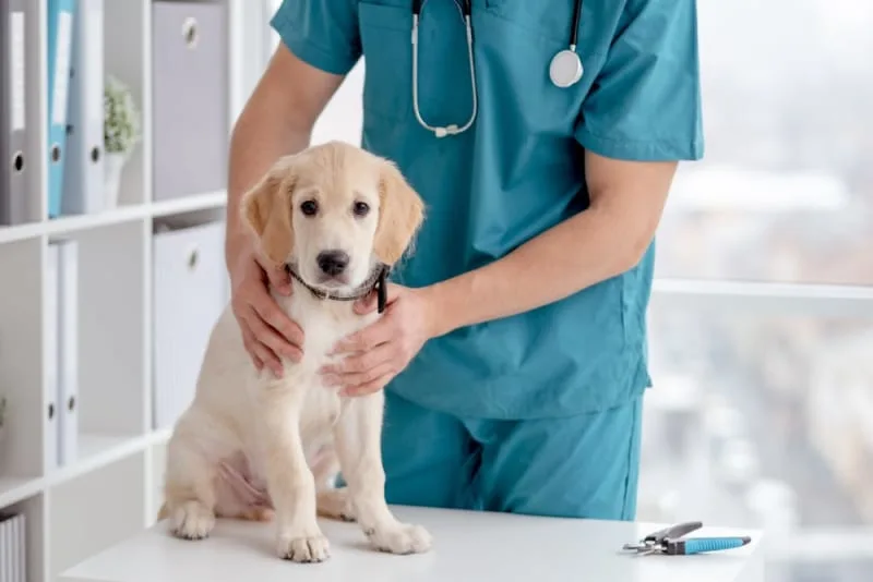 Dogs & Parvovirus: Signs, Causes & Treatment