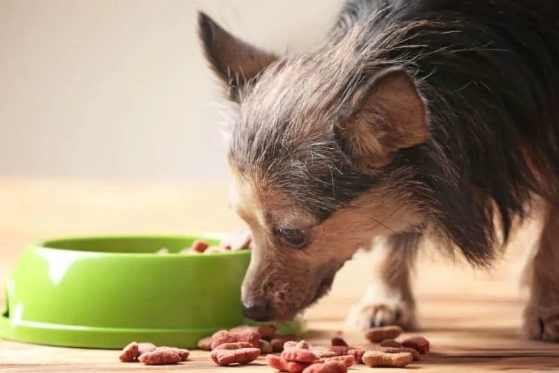 What's The Best Food For Senior Dogs?