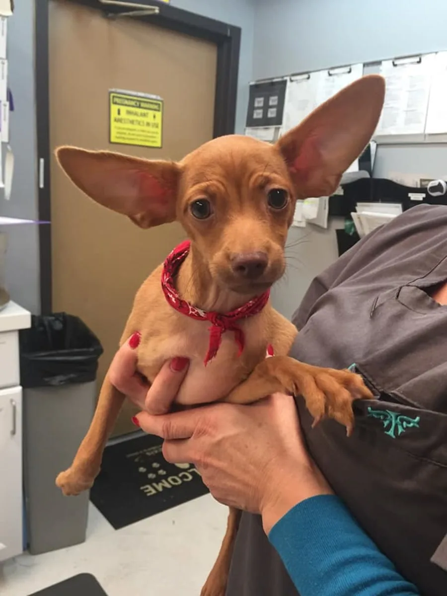 Dog Check Up in Goleta