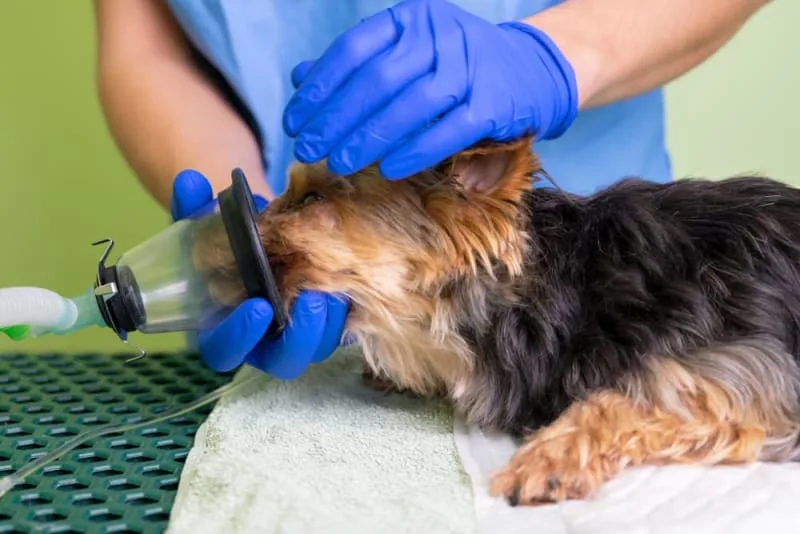 Anesthesia for Dogs